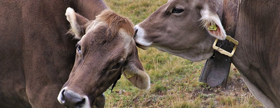Anlässlich der Deutschen Einheit: The Two Cows