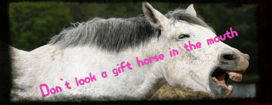 Lachendes Pferd als Illustration für englische Idioms Don't look a gift horse in the mouth